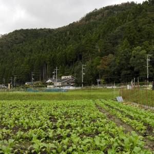 Meet your Posher, Lola